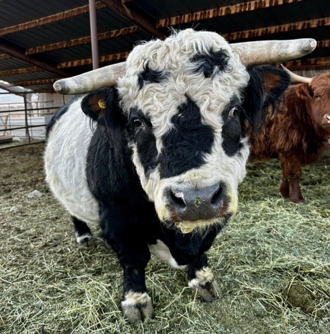 2026 Heifer sire Panda Bull