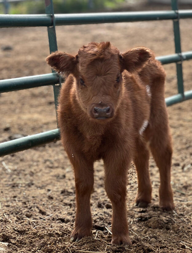 2026 Heifer